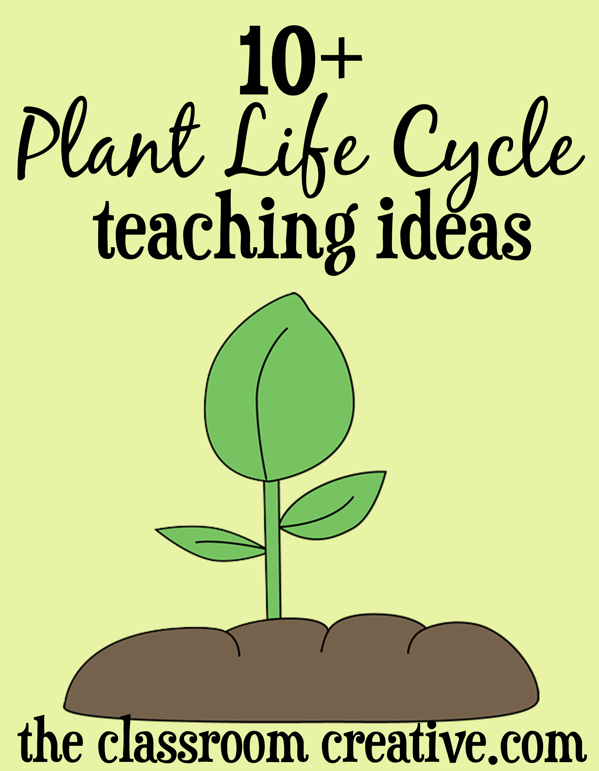 plant life cycle for preschool