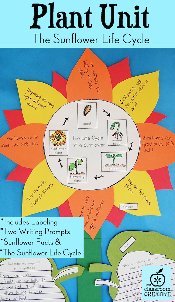 plant unit science life cycle sunflower 