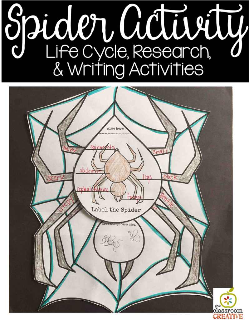 spider activity life cycle science writing
