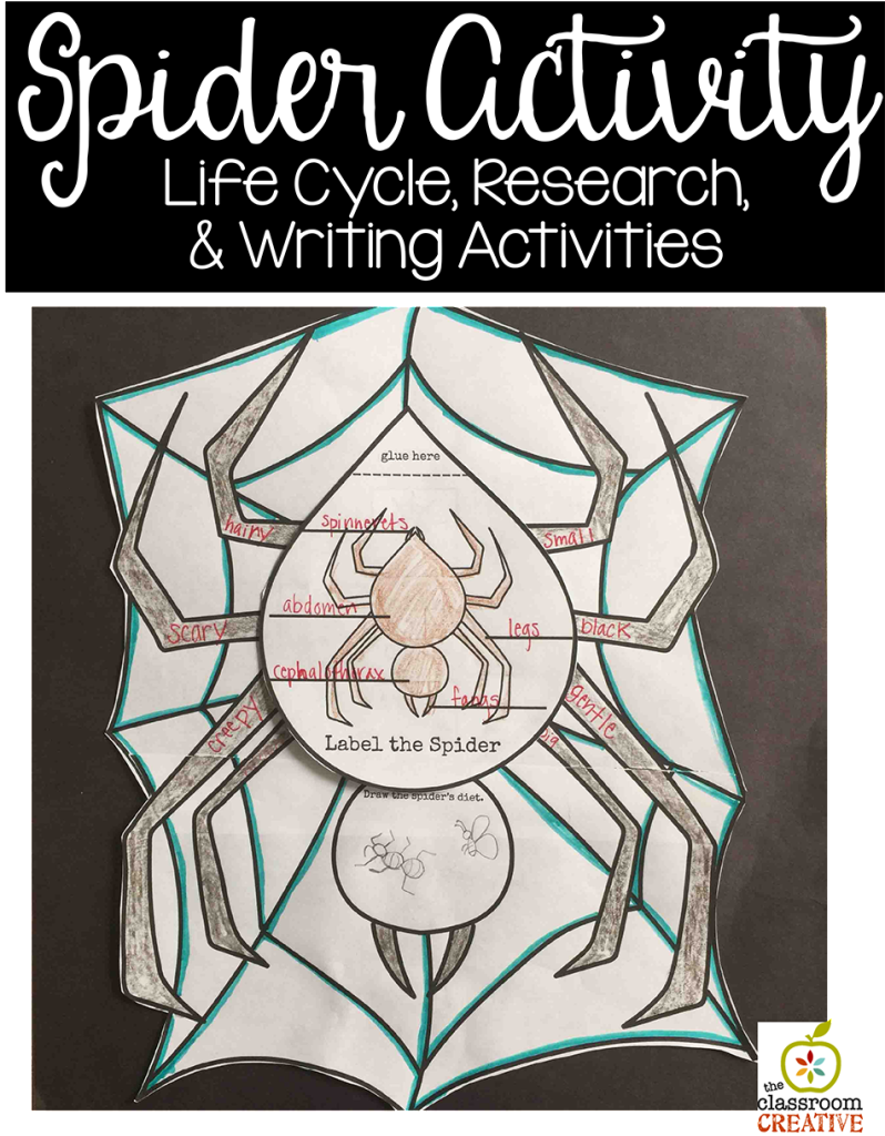 spider activity life cycle science writing