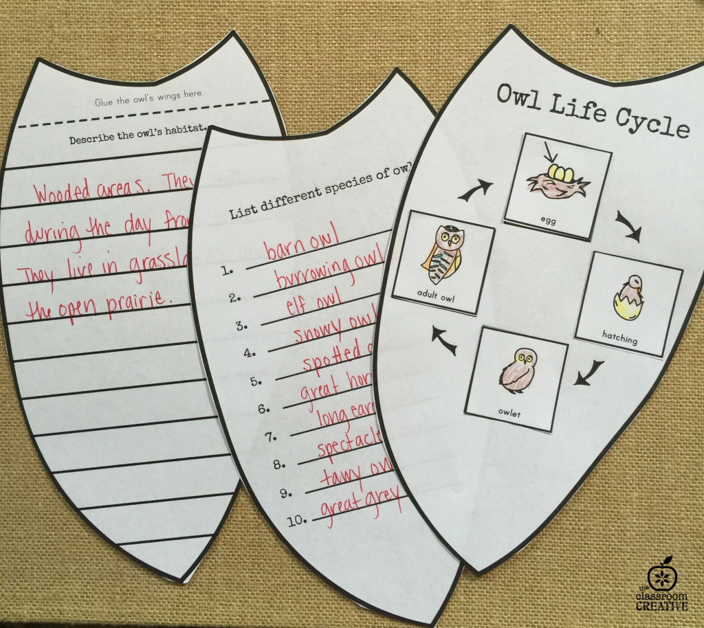 owl science life cycle activity