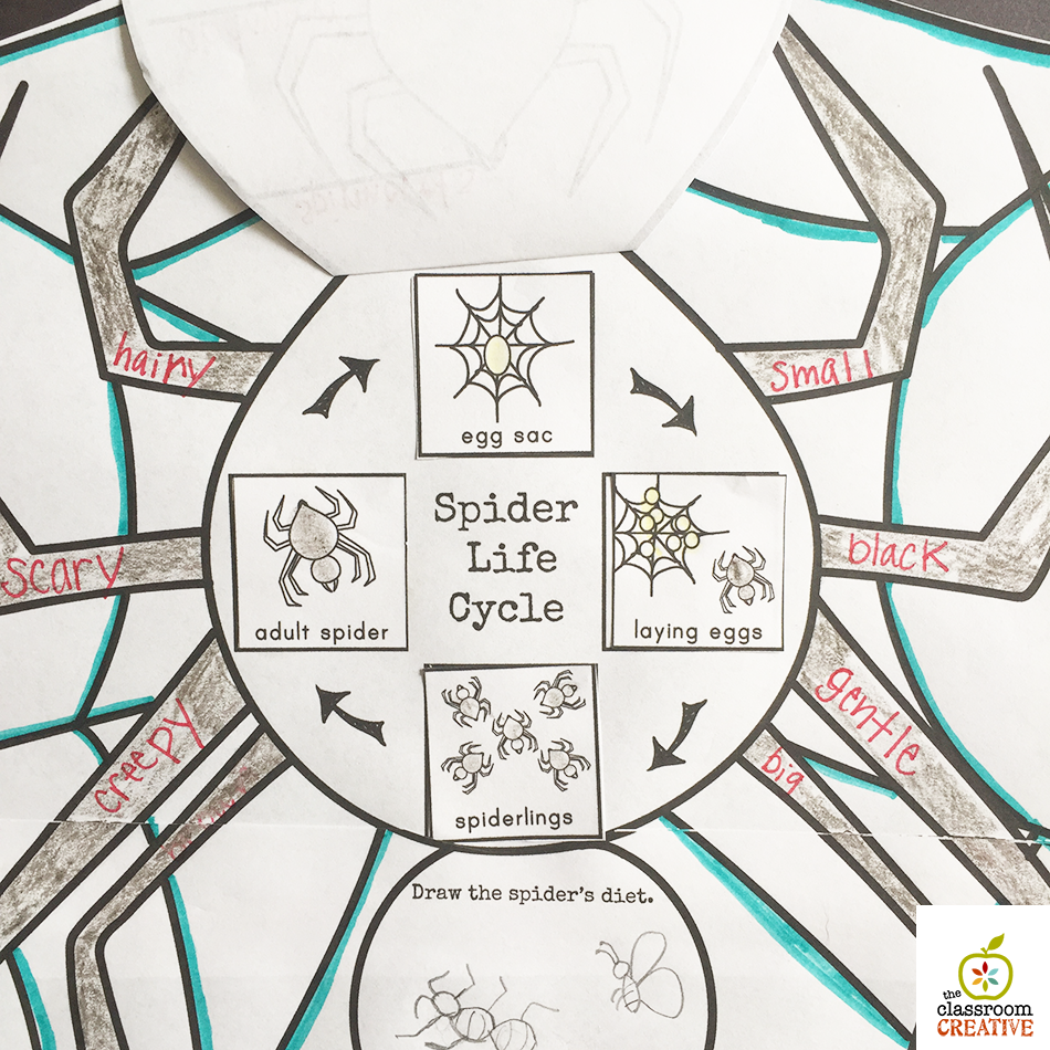 life cycle of a spider for kids