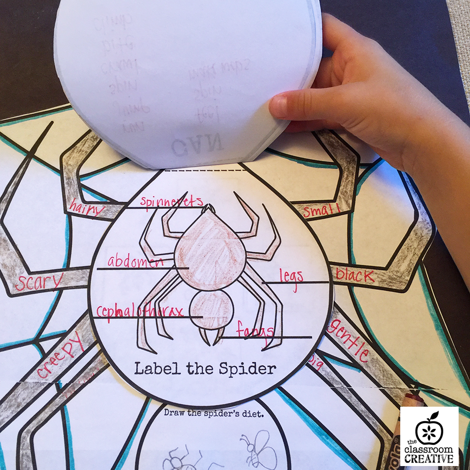 spider unit spider life cycle activity 